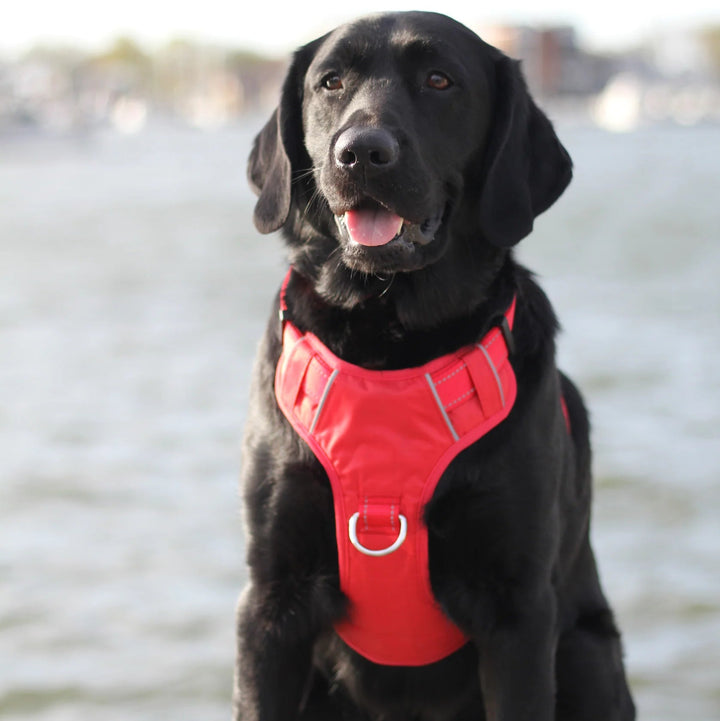 Chesapeake Bay Dog Harness (4 Colors)